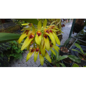 Bulbophyllum graveolens
