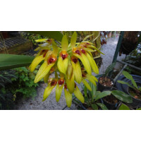 Bulbophyllum graveolens