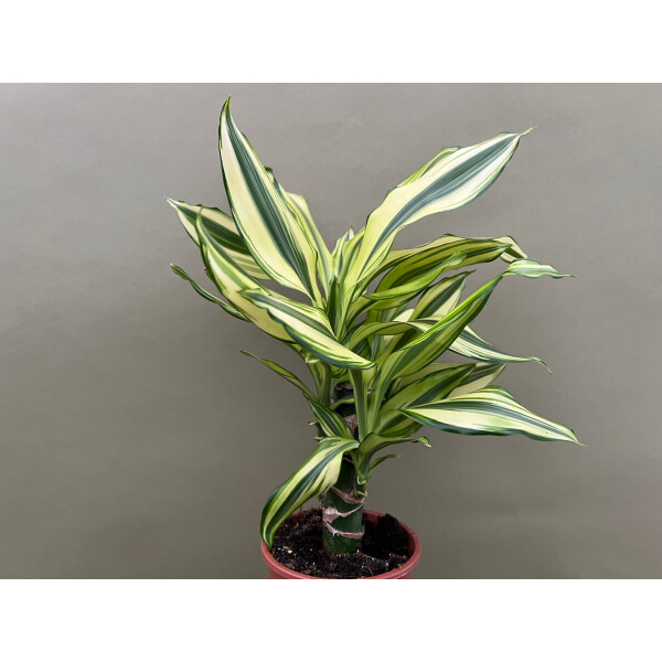 Dracaena Yellow Coast Drachenbaum, 9,90