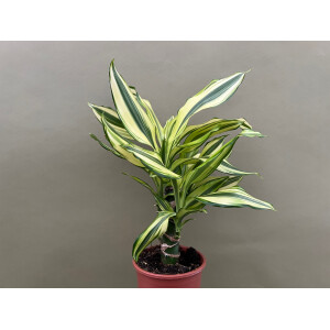 Dracaena Yellow Coast Drachenbaum