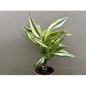 Dracaena Yellow Coast Drachenbaum