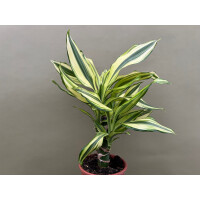 Dracaena Yellow Coast Drachenbaum
