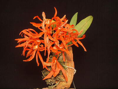 Dendrobium lamyaiae