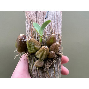 Bulbophyllum lemniscatoides