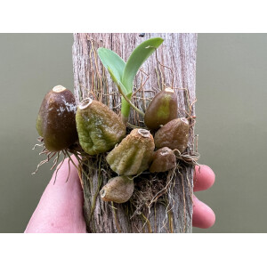 Bulbophyllum lemniscatoides