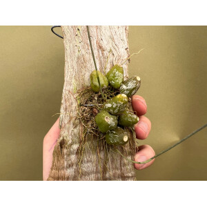 Bulbophyllum lemniscatoides