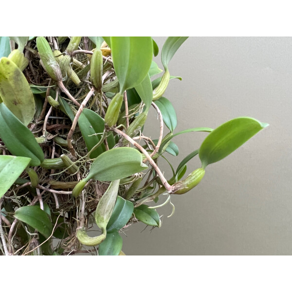 Bulbophyllum odoratissimum