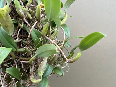 Bulbophyllum odoratissimum