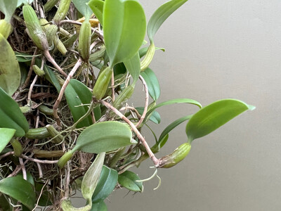 Bulbophyllum odoratissimum