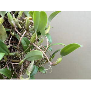 Bulbophyllum odoratissimum