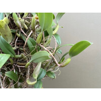 Bulbophyllum odoratissimum