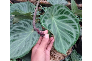 Anthurium crystallinum Silver Blush Semilla