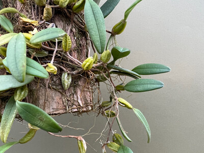 Bulbophyllum lasiochilum