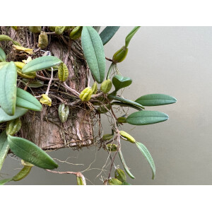 Bulbophyllum lasiochilum