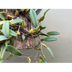 Bulbophyllum lasiochilum