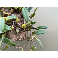 Bulbophyllum lasiochilum