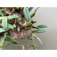 Bulbophyllum lasiochilum