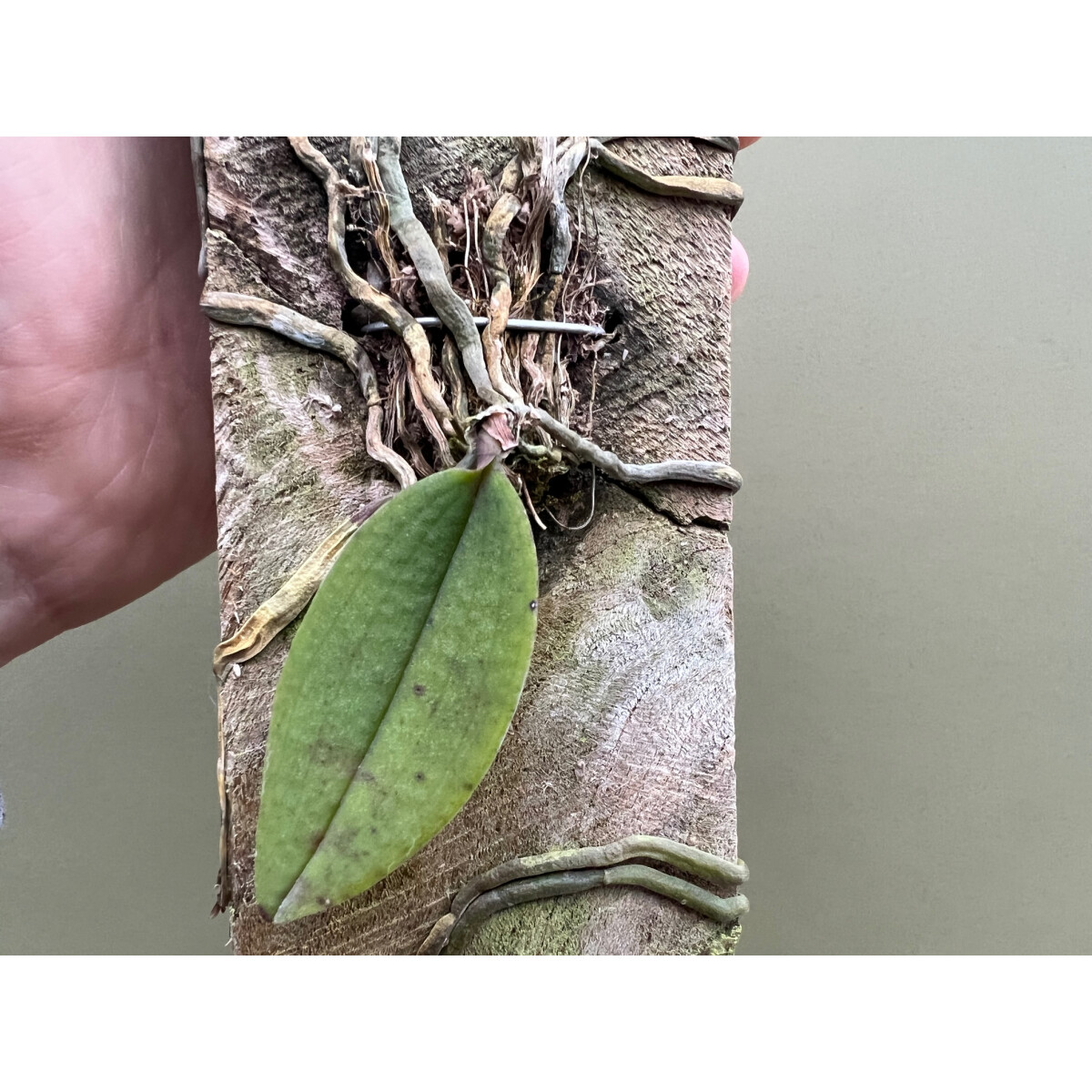 Phalaenopsis lowii box