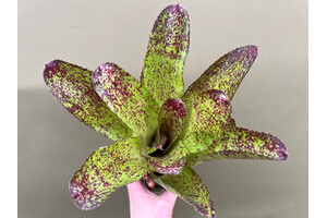 Neoregelia lila pop