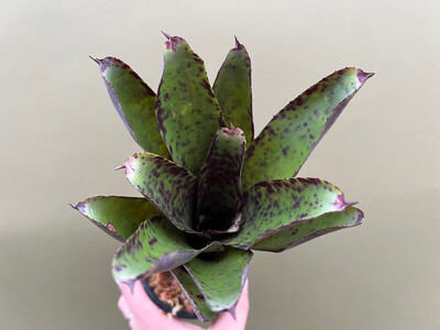 Neoregelia rosebud