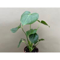 Fensterblatt Monstera Deliciosa