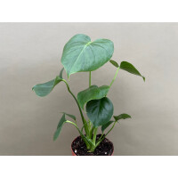 Fensterblatt Monstera Deliciosa