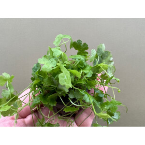 Hydrocotyle tripartita Dreiteiliger Wassernabel