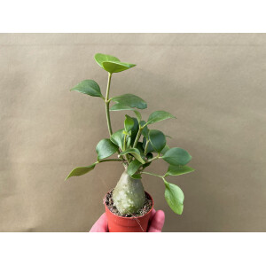 Hydnophytum papuanum  Ameisenpflanze