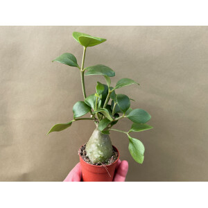 Hydnophytum papuanum  Ameisenpflanze