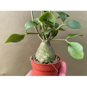 Hydnophytum papuanum  Ameisenpflanze