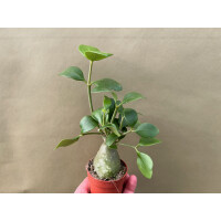 Hydnophytum papuanum  Ameisenpflanze