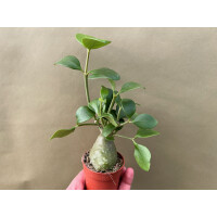 Hydnophytum papuanum  Ameisenpflanze