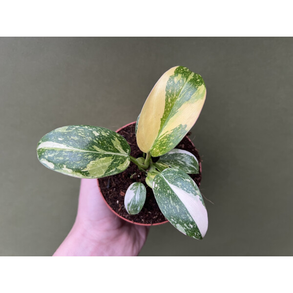 Philodendron Green Congo Variegata