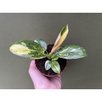 Philodendron Green Congo Variegata 3
