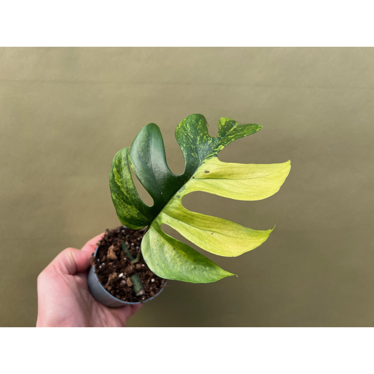 Rhaphidophora tetrasperma aurea variegata Nr. 5