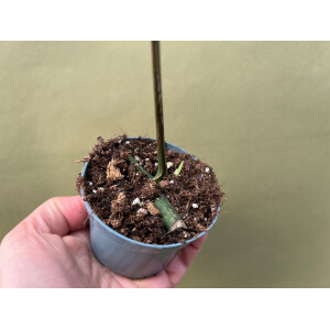 Rhaphidophora tetrasperma aurea variegata Nr. 5