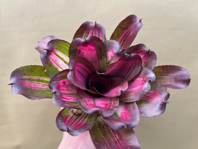 Neoregelia jupiter var.