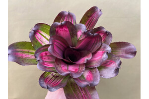 Neoregelia jupiter var.