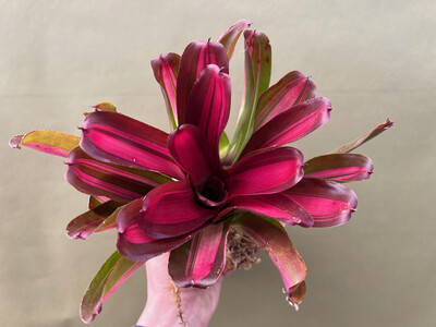 Neoregelia fireball x jupiter