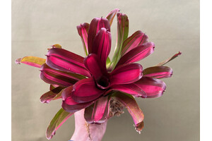 Neoregelia fireball x jupiter