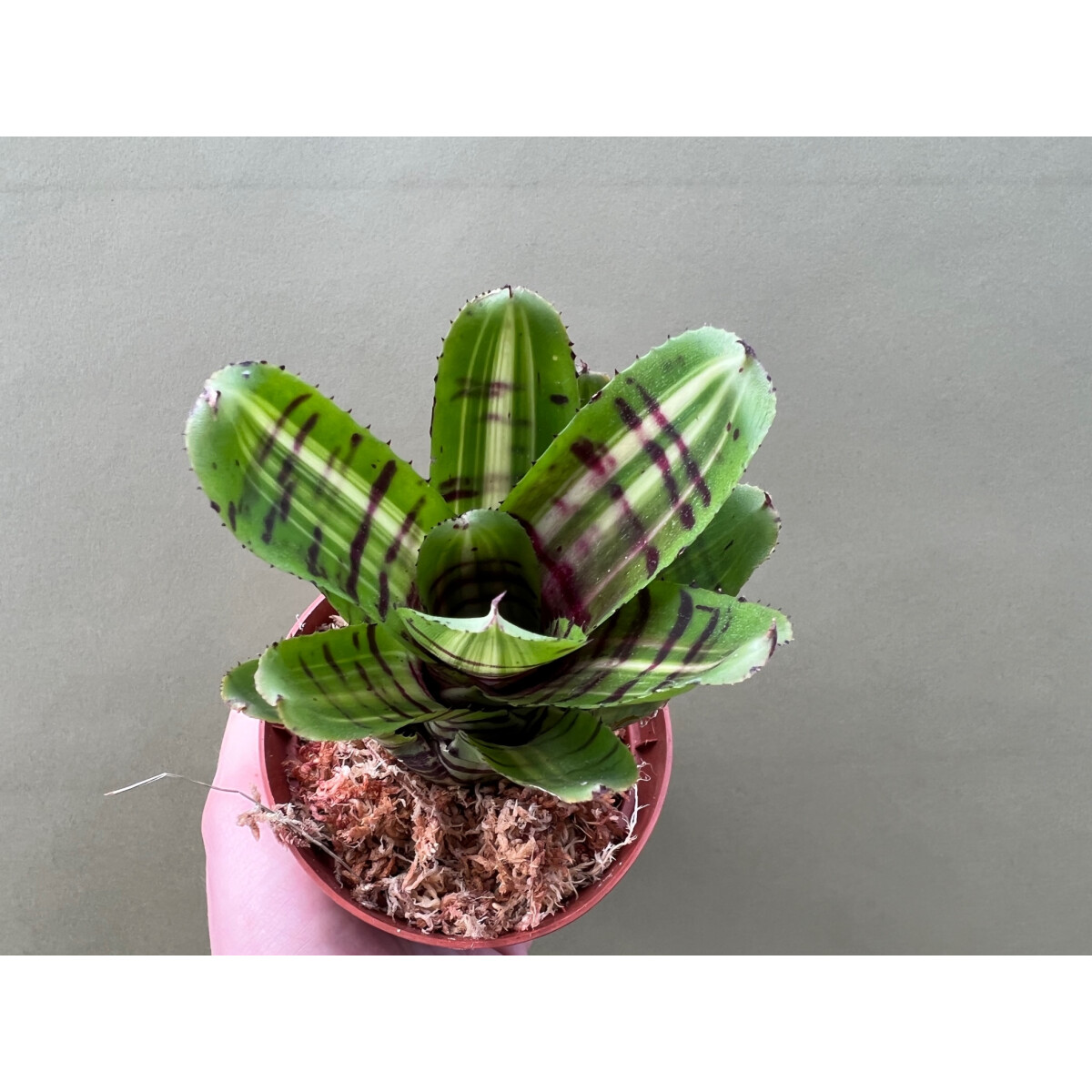 Neoregelia Perfekt Stripe