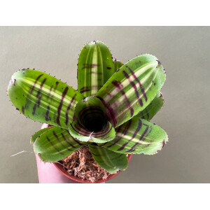 Neoregelia Perfekt Stripe