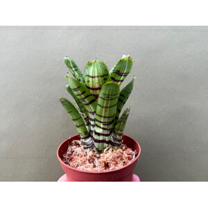 Neoregelia Perfekt Stripe