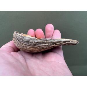 Fruit Peel Nusschale