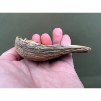 Fruit Peel Nusschale