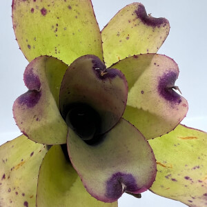 Neoregelia pink panther