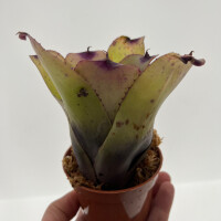 Neoregelia pink panther