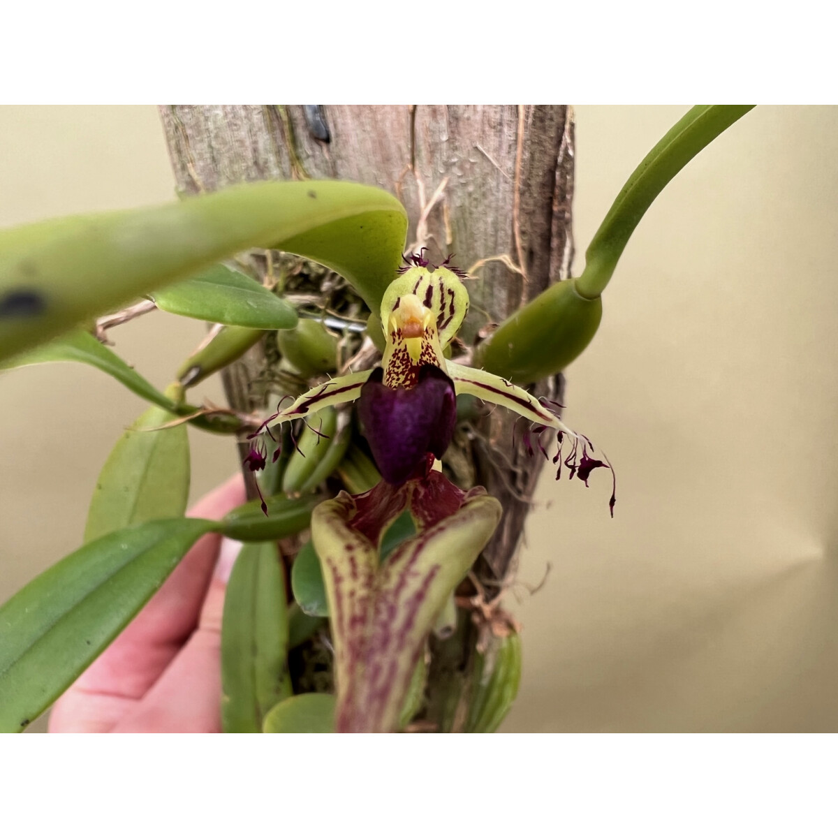 Bulbophyllum putidum