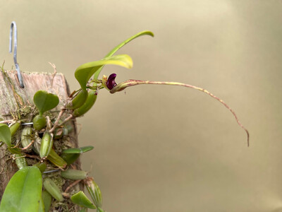 Bulbophyllum putidum