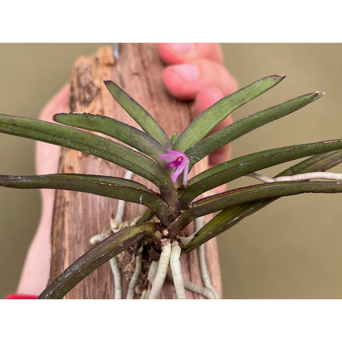 vanda-nana-orchideen-24-90